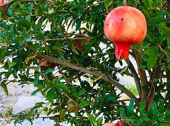 Al Tempio Della Pace Gæstehus