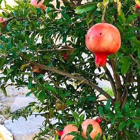 Al Tempio Della Pace 招待所